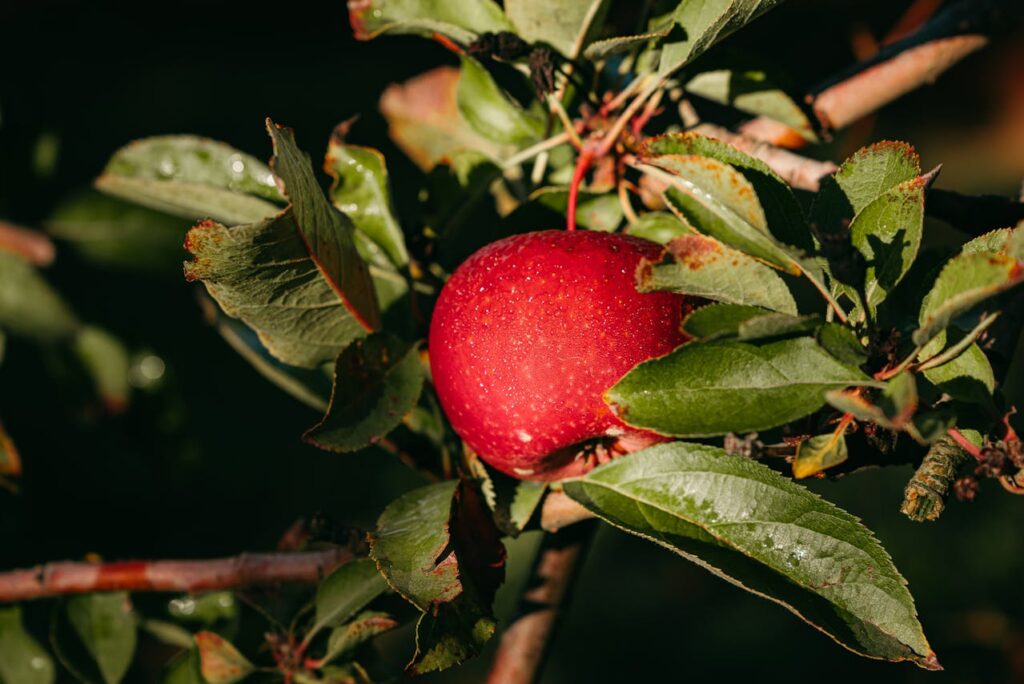 Az alma mint szuperélelmiszer: Egészségügyi előnyök és tudományos hátér