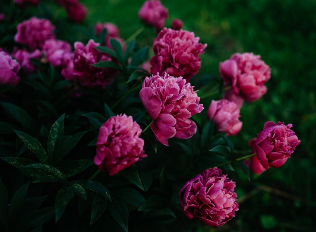 Pünkösdi rózsák (bazsarózsák): Illatos és látványos fajták minden kertbe