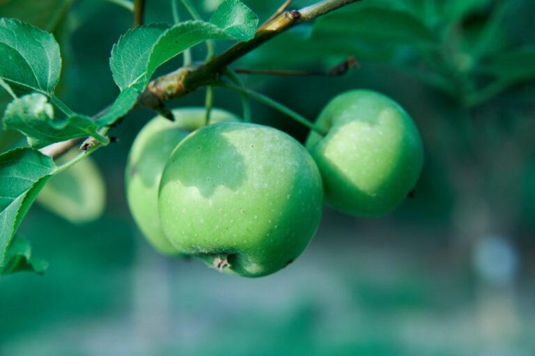 Melyik alma mire jó? Útmutató a legnépszerűbb fajták felhasználásához