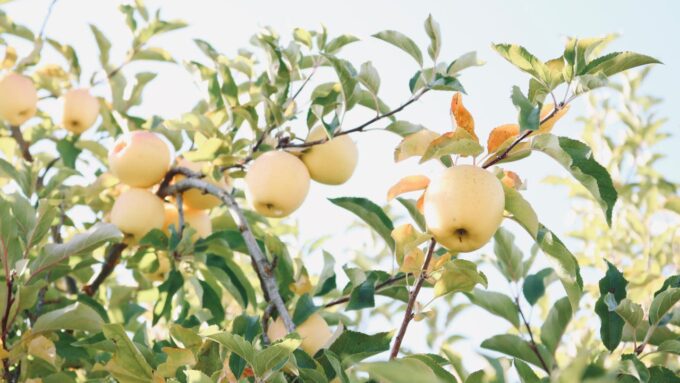 Téli lemosó permetezés: A kihagyhatatlan lépés az egészséges almafákért