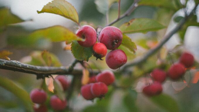 Régi magyar almafajták reneszánsza: Fedezzük fel újra a legfinomabb hazai ízeket!