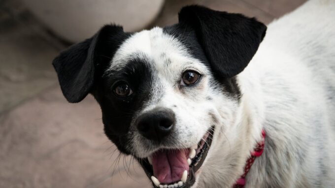 Ételallergiák és intoleranciák kutyáknál: A leggyakoribb tünetek és a diétás megoldások