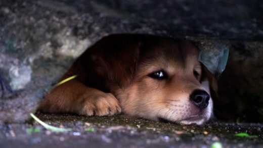 Illusztráció: Xuân Thống Trần