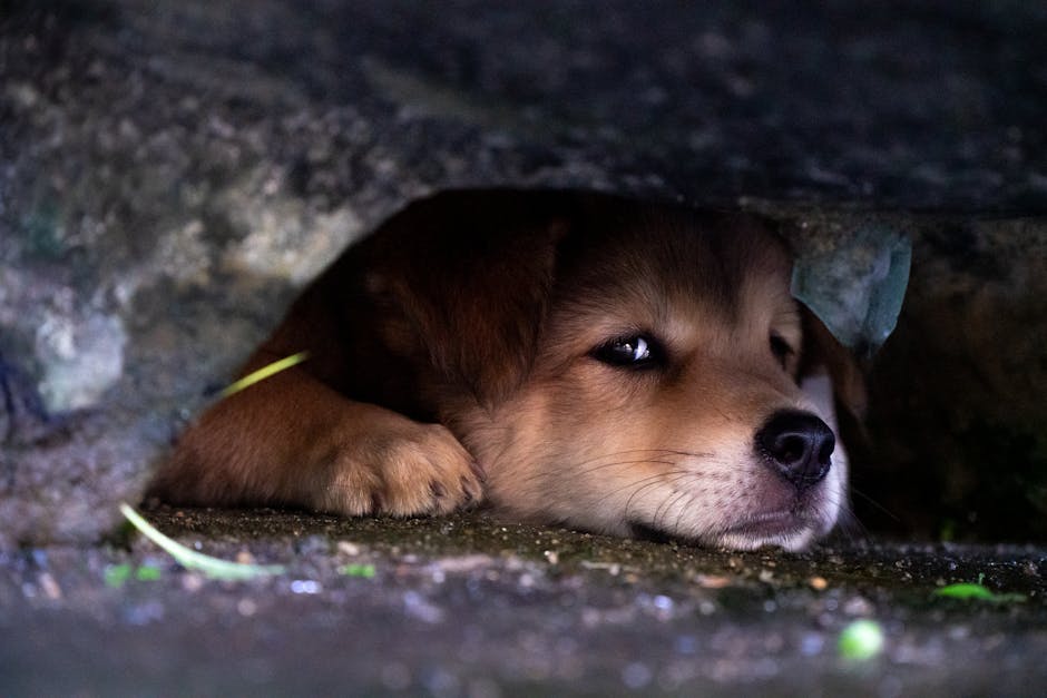 A xilit rejtett veszélye – Miért halálos a cukorhelyettesítő