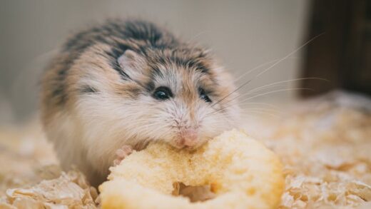 Illusztráció: Ellie Burgin