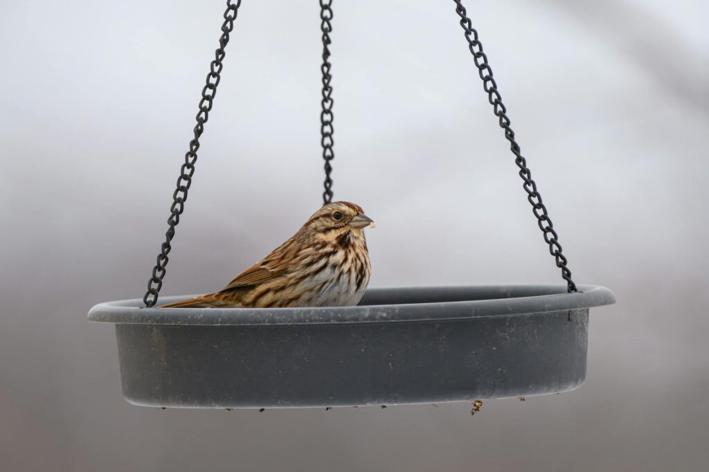 Így segíthetünk a kismadaraknak átvészelni a fagyos téli hónapokat