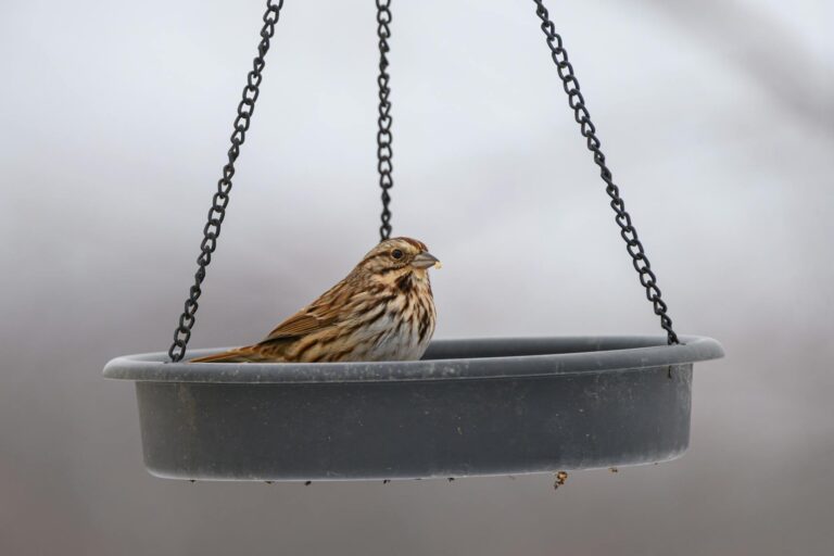 Így segíthetünk a kismadaraknak átvészelni a fagyos téli hónapokat