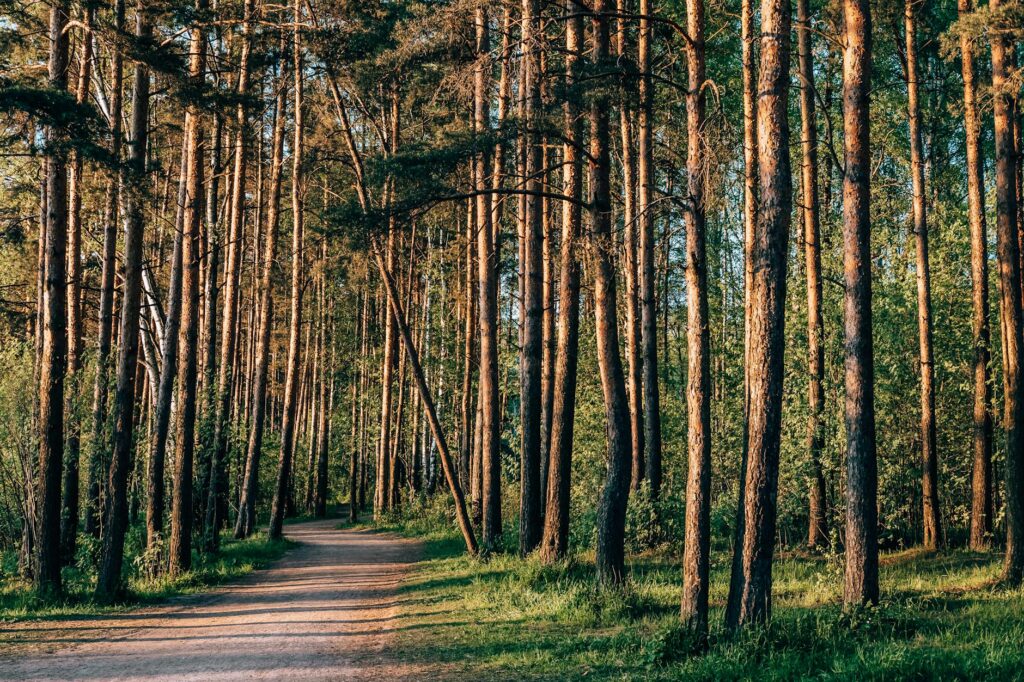 Miért érdemes hetente legalább egyszer hosszabb időt tölteni az erdőben?