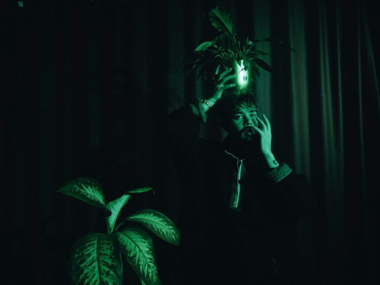 Ezek a szobanövények a sötétebb sarkokban is remekül érzik magukat