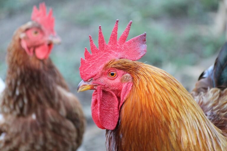 Mire érdemes odafigyelni ha egy aranyhörcsög beköltözik a családba